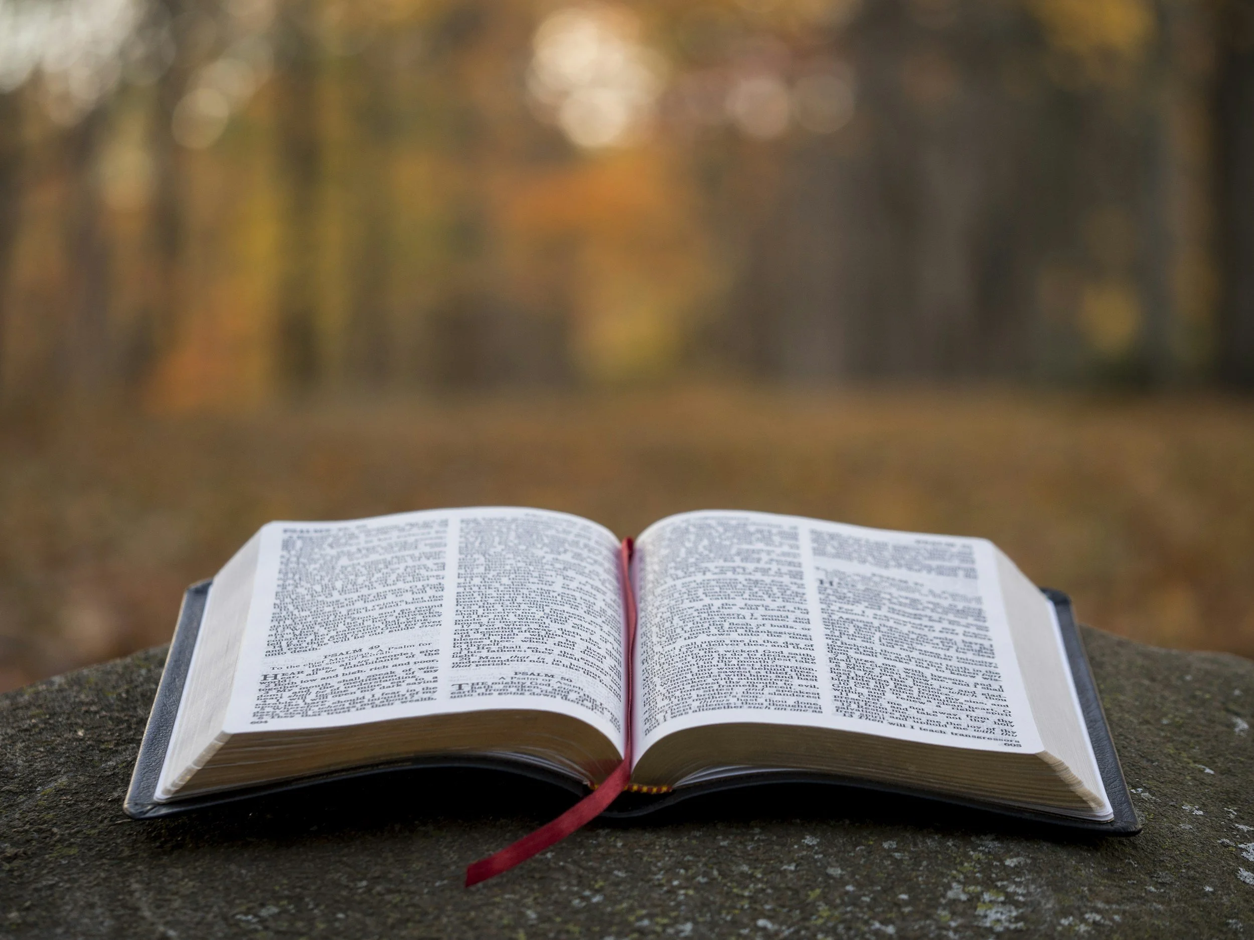 Living Word Bibles X preview